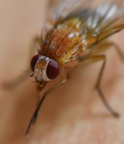 Réf. 265 571 : Phaonia pallida